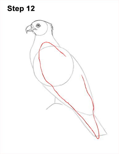 How to Draw Osprey Seahawk Bird Side 12