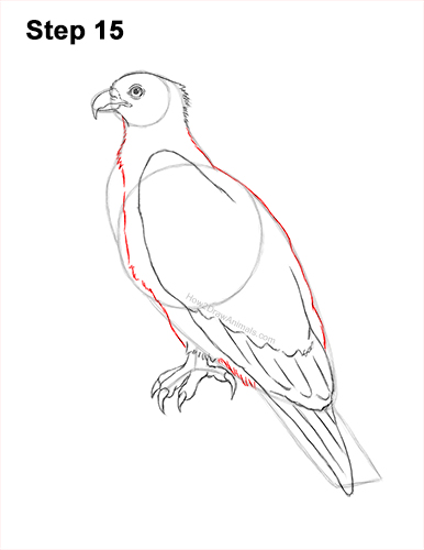How to Draw Osprey Seahawk Bird Side 15