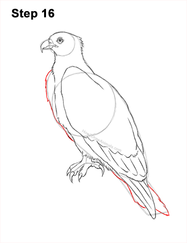 How to Draw Osprey Seahawk Bird Side 16