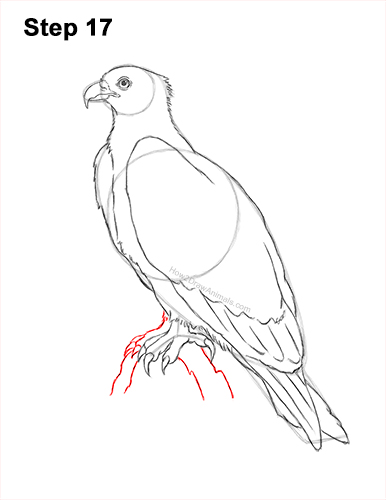 How to Draw Osprey Seahawk Bird Side 17