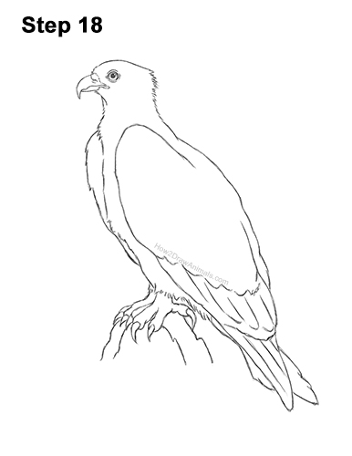 How to Draw Osprey Seahawk Bird Side 18