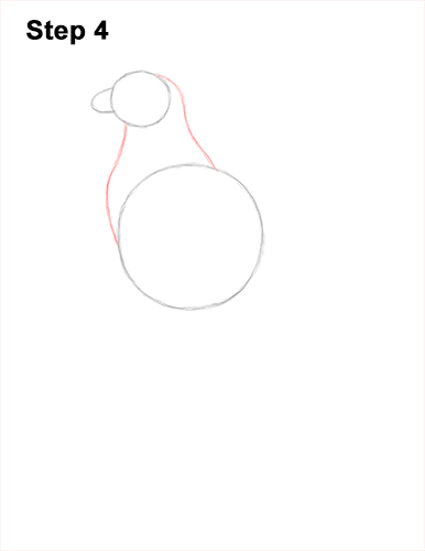 Draw Osprey Sea Hawk 4 How to Draw Osprey Seahawk Bird Side 4
