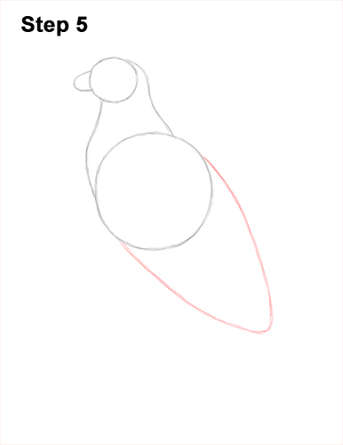 Draw Osprey Sea Hawk 5 How to Draw Osprey Seahawk Bird Side 5