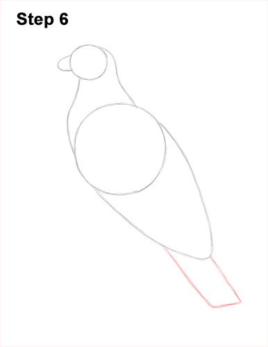 How to Draw Osprey Seahawk Bird Side 6