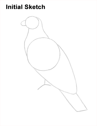 How to Draw Osprey Seahawk Bird Side Guides Lines