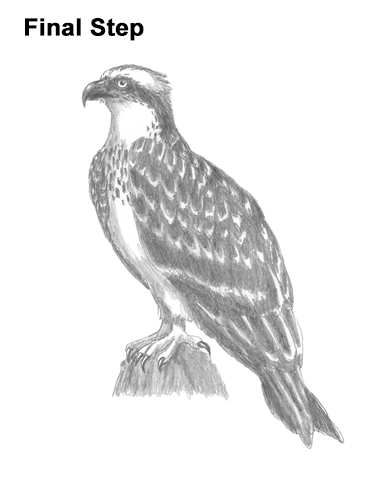 How to Draw Osprey Seahawk Bird Side