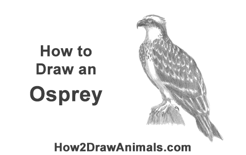 Draw Osprey Sea Hawk How to Draw Osprey Seahawk Bird Side