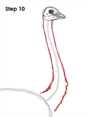 Draw Ostrich 10