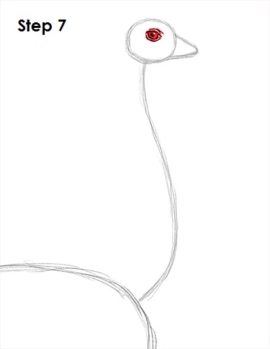 Ostrich Drawing 7 Draw Ostrich 7