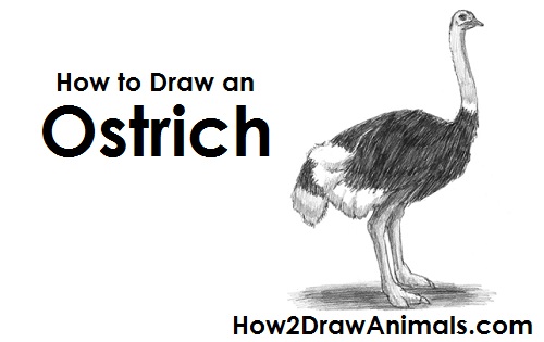 Common Ostrich Drawing How to Draw a Common Ostrich Bird Side View