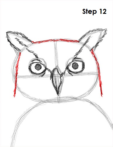 Draw Great Horned Owl 12