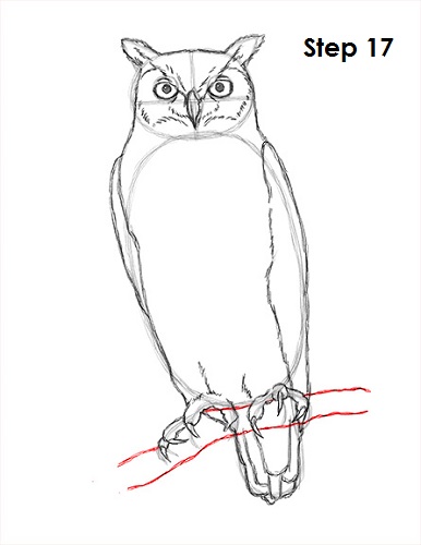 Draw Great Horned Owl 17