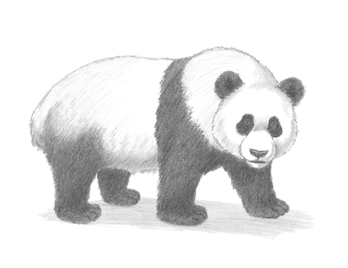 How to Draw a Giant Panda Bear Side View