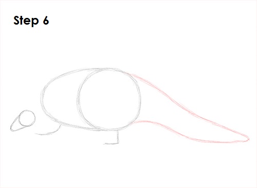 Draw Pangolin 6