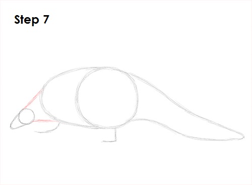 Draw Pangolin 7