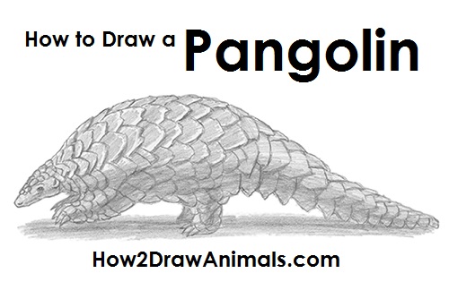 Draw an Pangolin Draw Pangolin