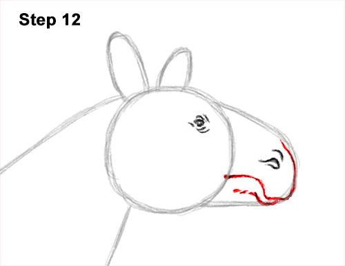 Draw a Paraceratherium 12 How to Draw a Paraceratherium Indricotherium 12