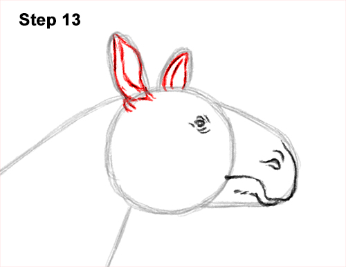 Draw a Paraceratherium 13 How to Draw a Paraceratherium Indricotherium 13