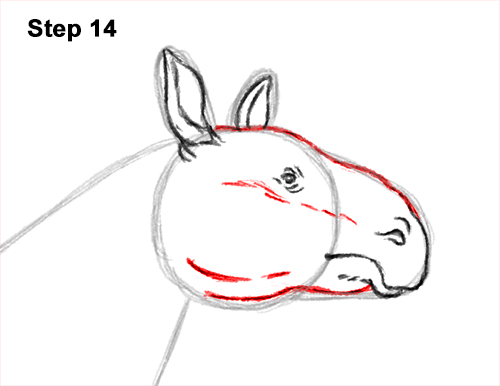 Draw a Paraceratherium 14 How to Draw a Paraceratherium Indricotherium 14