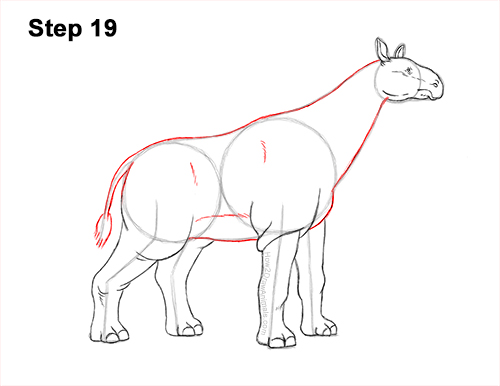 How to Draw a Paraceratherium Indricotherium 19