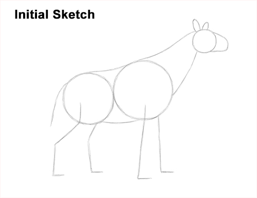How to Draw a Paraceratherium Indricotherium Guide Lines