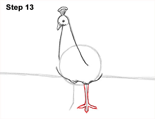 How to Draw Peacock Bird Tail Train Feathers Color 13