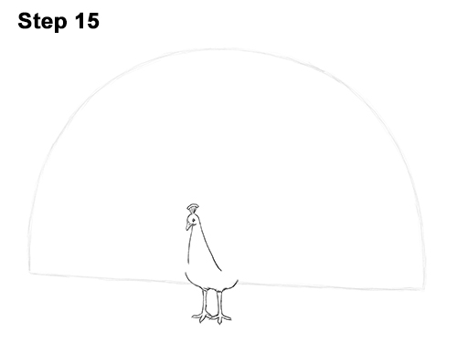 How to Draw Peacock Bird Tail Train Feathers Color 15
