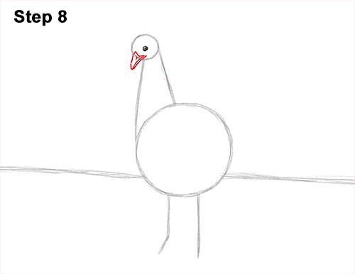 Draw Peacock Bird Tail Fan 8 How to Draw Peacock Bird Tail Train Feathers Color 8