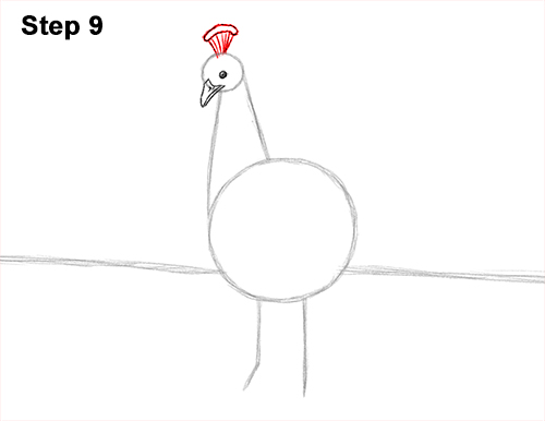 Draw Peacock Bird Tail Fan 9 How to Draw Peacock Bird Tail Train Feathers Color 9