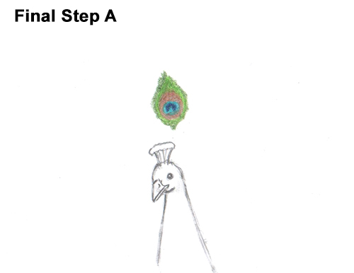 How to Draw Peacock Bird Tail Train Feathers Color