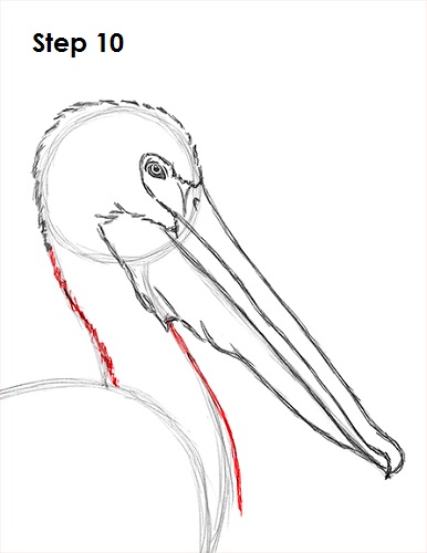 Pelican Drawing 10 Draw Pelican 10