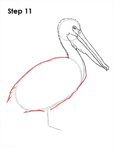 Pelican Drawing 11 Draw Pelican 11