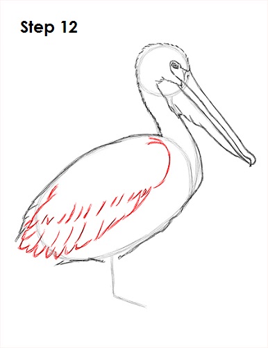 Pelican Drawing 12 Draw Pelican 12