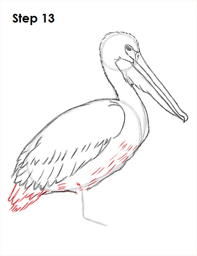 Pelican Drawing 13 Draw Pelican 13