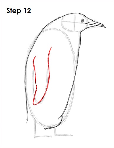 Draw Penguin 12