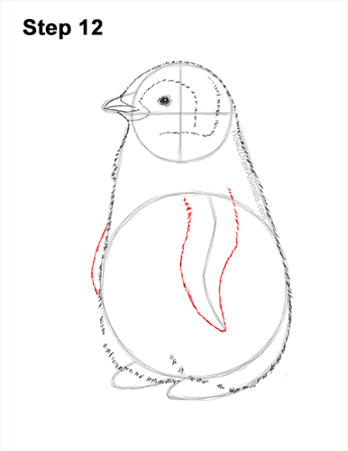 How to Draw a Cute Emperor Penguin Baby Chick 12