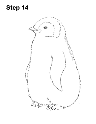 How to Draw a Cute Emperor Penguin Baby Chick 14