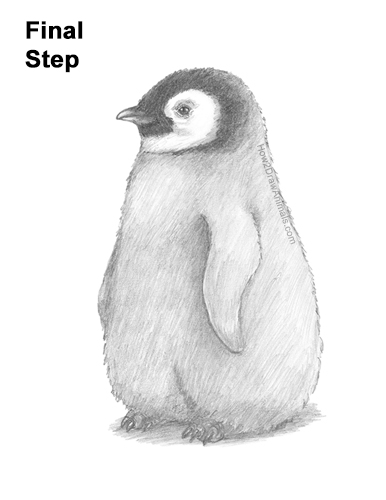 How to Draw a Cute Emperor Penguin Baby Chick