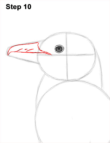 How to draw a Magellanic Penguin 10 How to Draw Magellanic Penguin 10