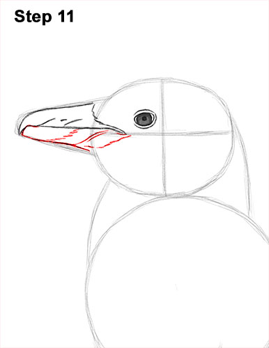 How to draw a Magellanic Penguin 11 How to Draw Magellanic Penguin 11