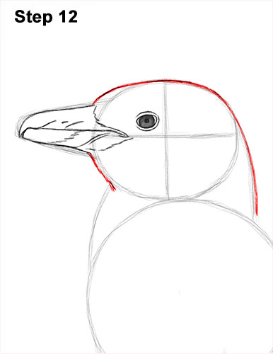 How to draw a Magellanic Penguin 12 How to Draw Magellanic Penguin 12
