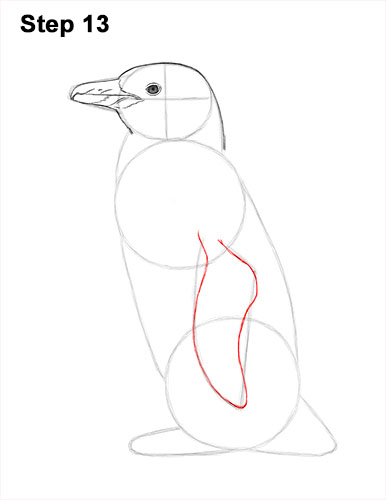 How to draw a Magellanic Penguin 13 How to Draw Magellanic Penguin 13