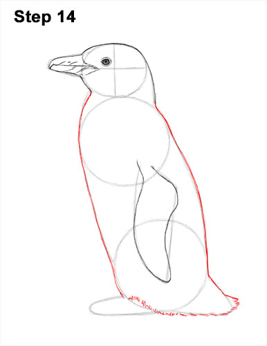 How to draw a Magellanic Penguin 14 How to Draw Magellanic Penguin 14