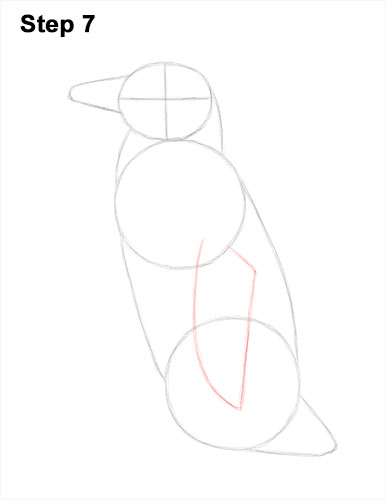 How to Draw Magellanic Penguin 7