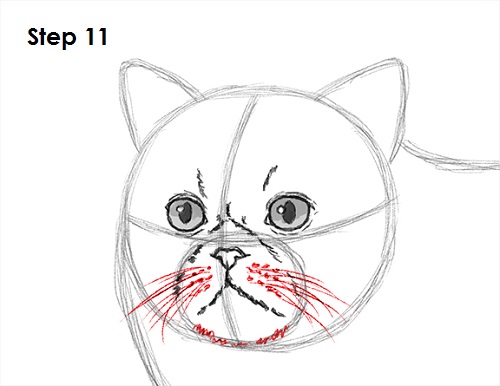 Persian Cat Drawing 11 Draw Persian Cat 11