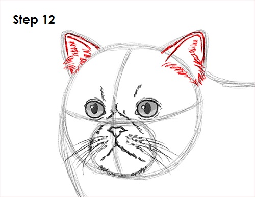 Persian Cat Drawing 12 Draw Persian Cat 12