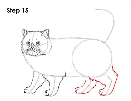 Persian Cat Drawing 15 Draw Persian Cat 15