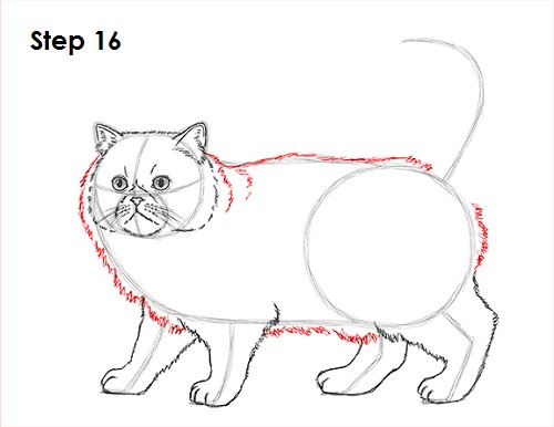 Persian Cat Drawing 16 Draw Persian Cat 16