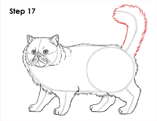 Persian Cat Drawing 17 Draw Persian Cat 17