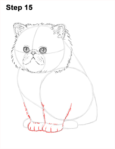 Persian Kitten Drawing 15 Draw Persian Kitty Cat 15